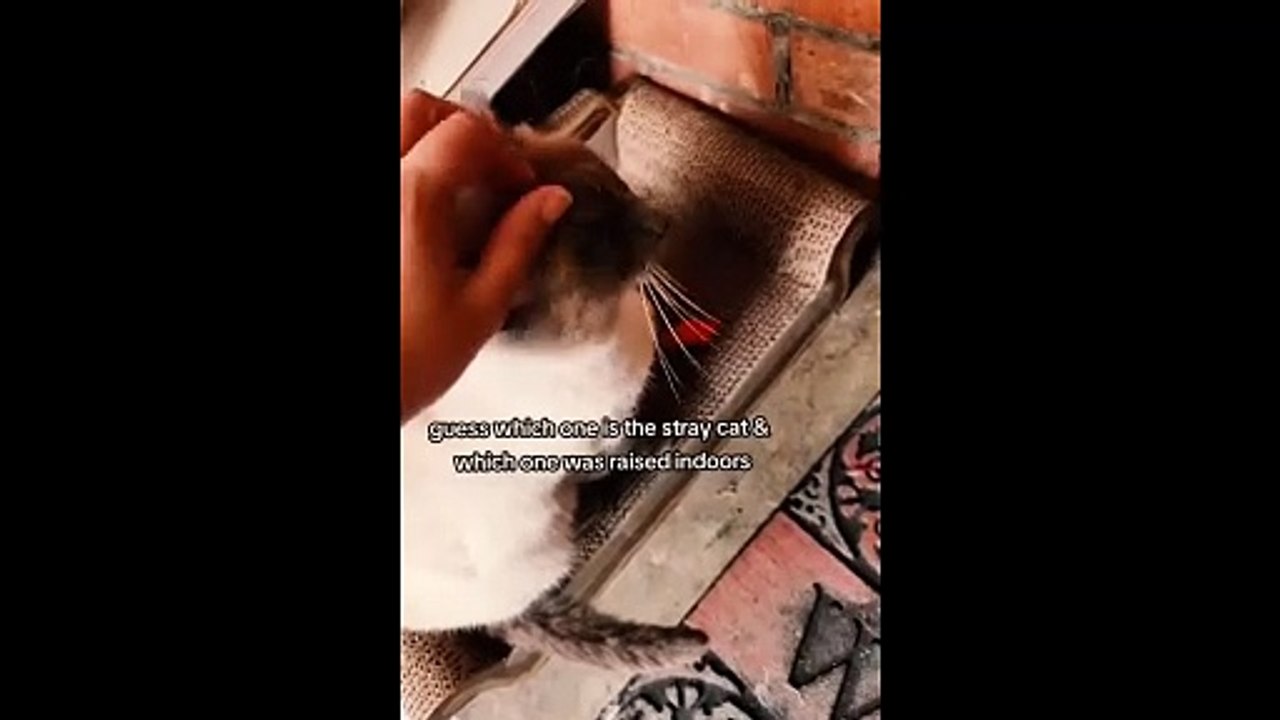 Unexplained cat behavior part 3