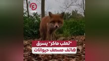 "ثعلب ماكر" يسرق هاتف مسعف حيوانات