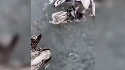 Soğuktan denizde kuşlar dondu