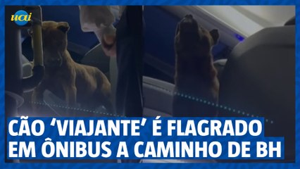 Cão ‘viajante’ é pego no flagra tentando embarcar do Rio de Janeiro para BH
