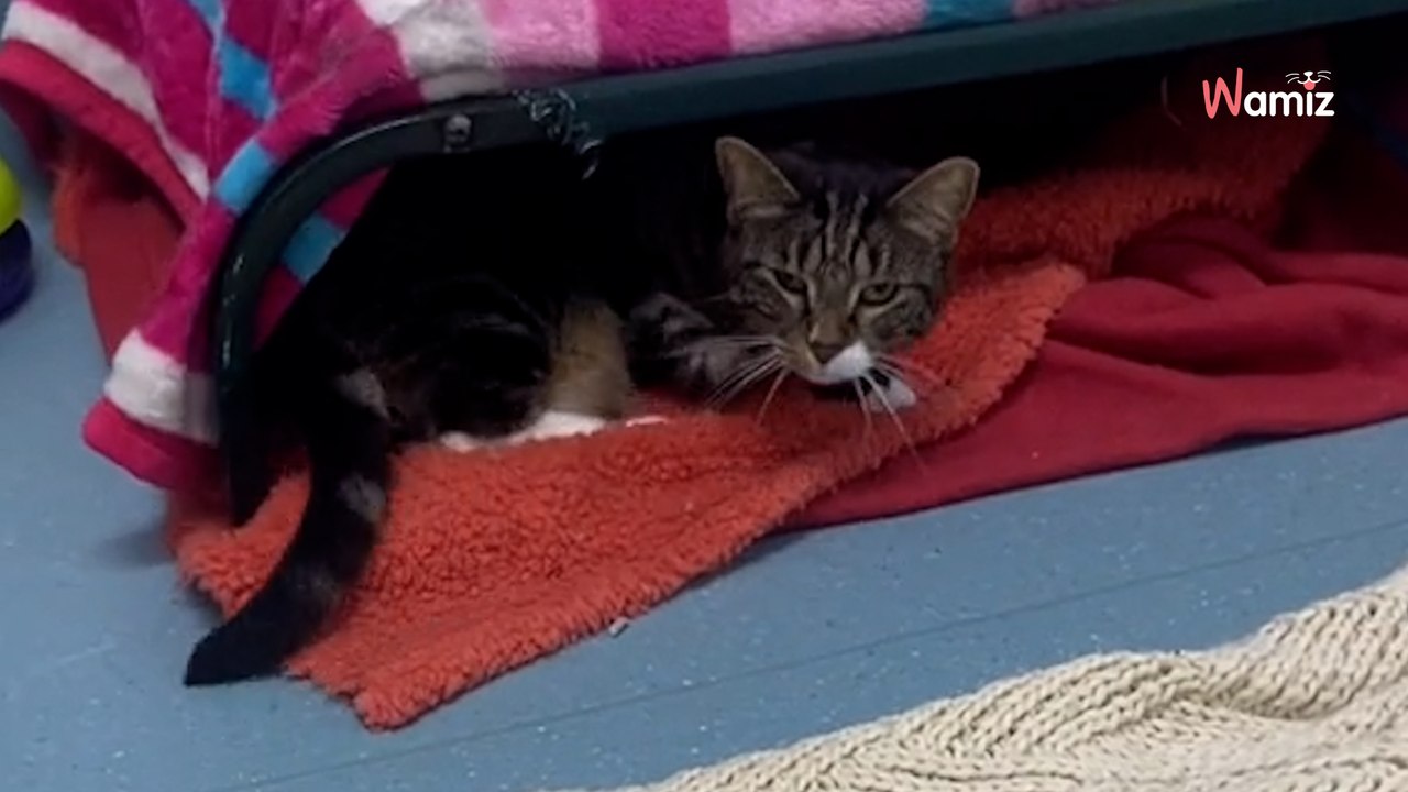 Depuis 137 jours, cette chatte attend d’être adoptée : qui pourra lui offrir un foyer aimant ?