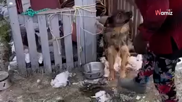 Tak żyła Wera, dwa rasowe psy w tym czasie wygrzewały się w domu. Słowa właścicielki szokują (video)