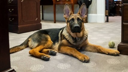 Le chien de Joe Biden exclu de la Maison Blanche après avoir mordu le personnel