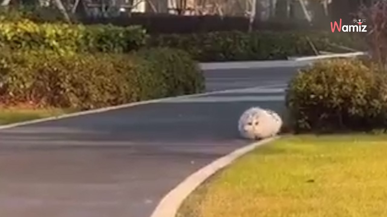 Rätselhaftes Tier: Als es anfängt zu rennen, brechen mehr als eine Million Menschen in Gelächter aus (Video)