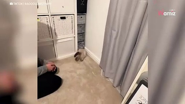 Video. Prendono un gattino e si accorgono che non è felice, allora gli preparano una bella sorpresa