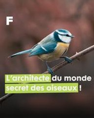 La Mésange bleue : une virtuose dans l'art de construire son nid !