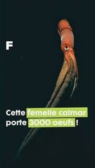 Cette femelle calmar porte plus de 3000 œuf !  #science #planete