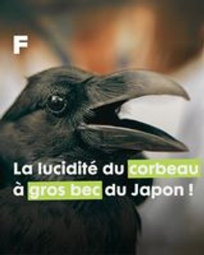 L'intelligence et ingéniosité du corbeau à gros bec japonais pour assouvir sa soif !