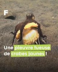 L'embuscade redoutable d'une pieuvre noix de coco contre un crabe jaune en Indonésie !