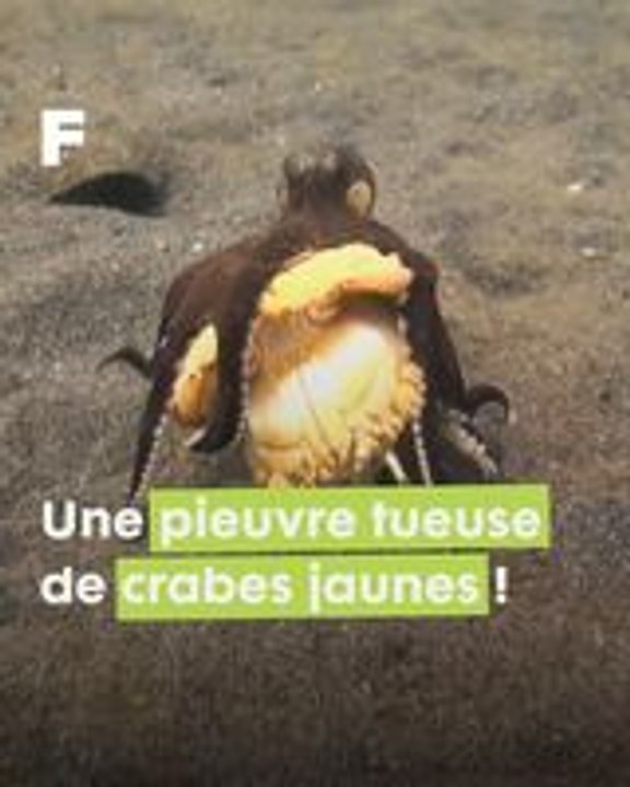 L'embuscade redoutable d'une pieuvre noix de coco contre un crabe jaune en Indonésie !