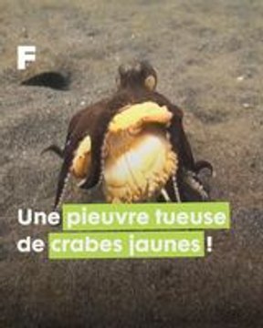 L'embuscade redoutable d'une pieuvre noix de coco contre un crabe jaune en Indonésie !