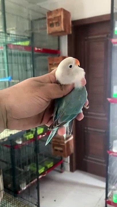 Lovebird chick || Handtame lovebird