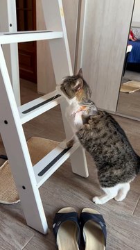 Recovering Three Legged Cat Climbs Bed Ladder After Surgery