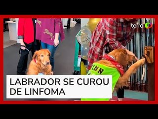 Cão que ajudou na pandemia toca sino para 'celebrar' fim de luta contra o câncer