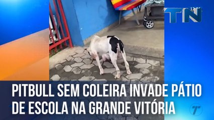 Pitbull sem coleira invade pátio de escola na Grande Vitória