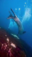 Leopard Seal Bears Teeth At Divers