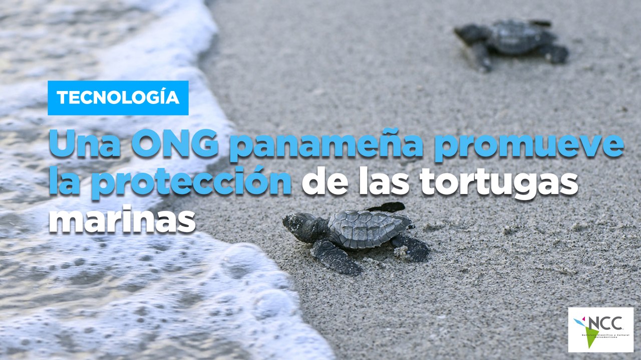 Una ONG panameña promueve la protección de las tortugas marinas