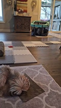 Puppy Uses Playpen As Hamster Wheel