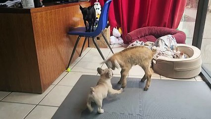 Bébé chèvre et chiot Frenchie deviennent mignons jusqu'à 11 ans
