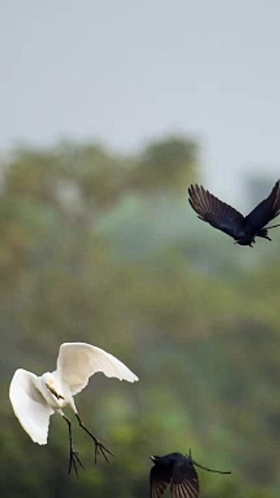 Les oiseaux se liguent contre des oiseaux plus gros