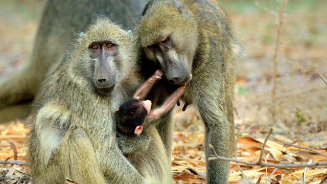 Bande annonce Les babouins des chutes Victoria