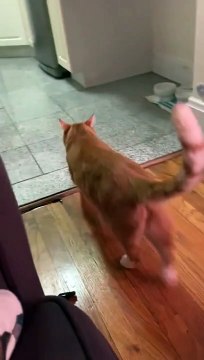 Un chat glisse et tombe pendant les zooms