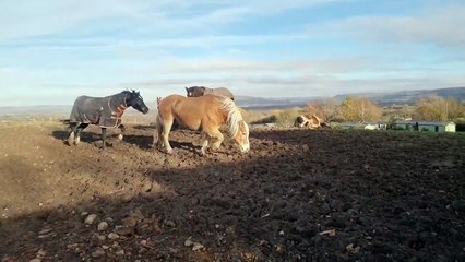 Propriétaire effronté de morsures de jeunes chevaux