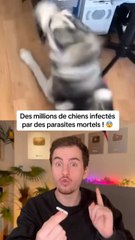 Des millions de chiens infectés par des parasites mortels !