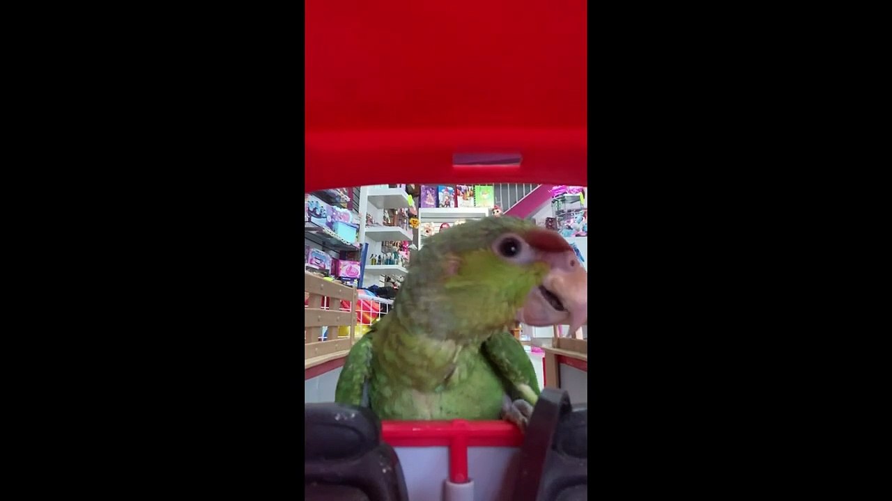 Les oiseaux font-ils d’excellents animaux de compagnie