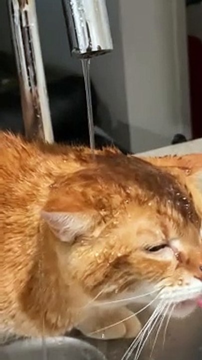 Un chat orange s'assoit sous le robinet pour prendre un verre