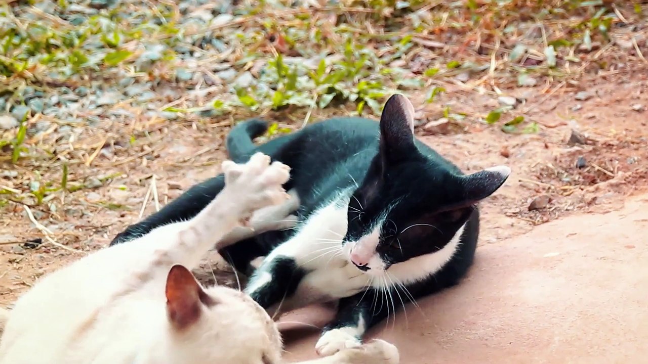 Paws & Claws_ The Dance Off