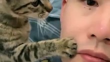 Cat and human love