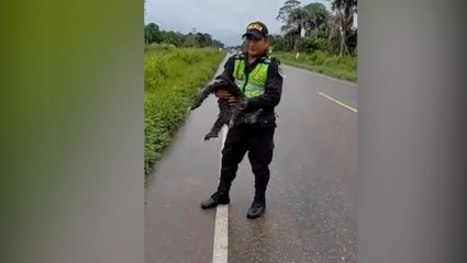 Sloth crawling on Peru highway saved from being hit by traffic