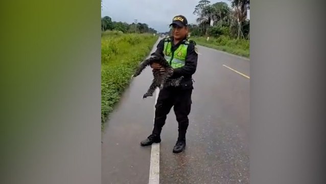 Sloth crawling on Peru highway saved from being hit by traffic