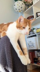 Kitty Prays For Kisses