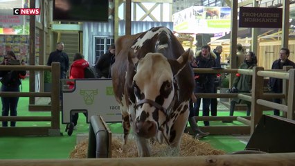 Oreillette : égérie du salon de l'agriculture
