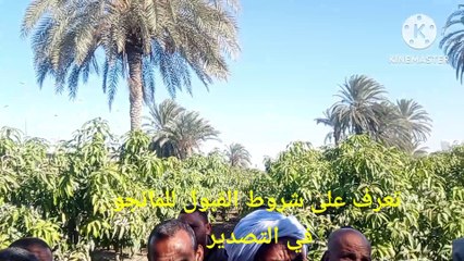 شروط تصدير المانجوالصعيدى: دليلك الكامل!-دكتور /السيد قاعود