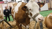 EN DIRECT - L'ouverture sous tension du Salon de l'agriculture