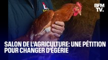 Poule, cochon, mouton...une pétition appelle à détrôner la vache de sa place d'égérie du Salon de l'agriculture