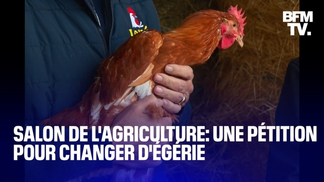 Poule, cochon, mouton...une pétition appelle à détrôner la vache de sa place d'égérie du Salon de l'agriculture