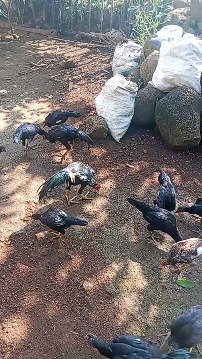 ternak ayam