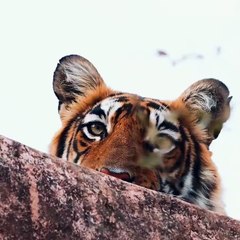 Ce photographe a fait une rencontre inattendue dans la jungle du Rajasthan en Inde !