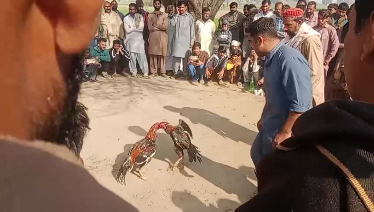 aseel murga larai#panjab#murga#larai#jageri asel
