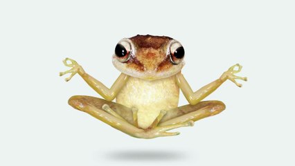 Cute Frog Animated