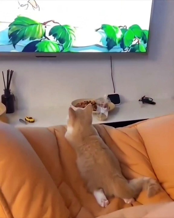 CAT ON THE TV