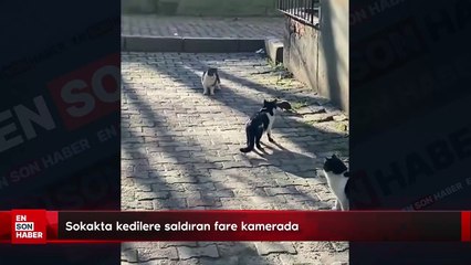 Sokakta kedilere saldıran fare kamerada