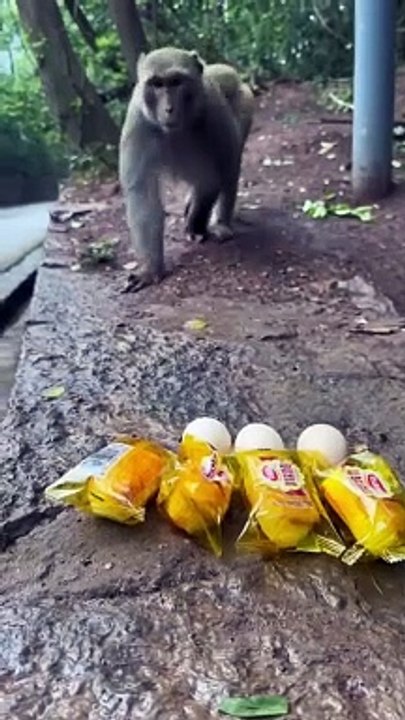 Funny monkey