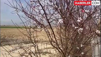 Yalancı bahara aldanan ağaçlar çiçek açtı