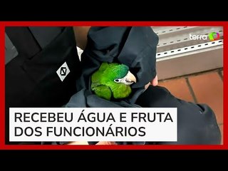 Filhote de arara 'sorri' após ser resgatada em estação do Metrô de SP