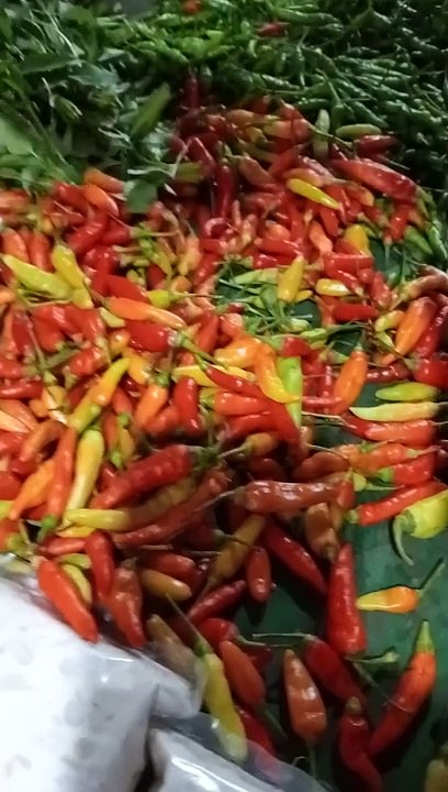 Cabe setan murah